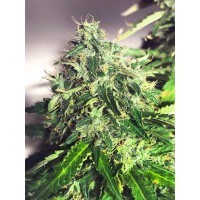 Ministry of Cannabis - Cannabis Light (Autoflowering) Ministry of Cannabis - Cannabis Light (Autoflowering)