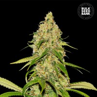 Bulk Seed Bank - White Widow (CBD) (Autoflowering) Bulk Seed Bank - White Widow (CBD) (Autoflowering)
