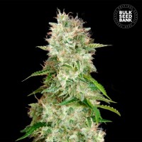 Bulk Seed Bank - Cheese (Autoflowering) Bulk Seed Bank - Cheese (Autoflowering)
