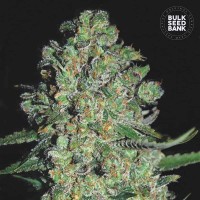 Bulk Seed Bank - Chronical (Autoflowering) Bulk Seed Bank - Chronical (Autoflowering)