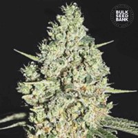 Bulk Seed Bank - Critical (Autoflowering) Bulk Seed Bank - Critical (Autoflowering)