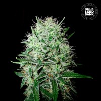 Bulk Seed Bank - Devil's Kiss (Autoflowering) Bulk Seed Bank - Devil's Kiss (Autoflowering)