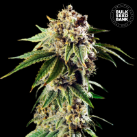Bulk Seed Bank - Dosidos Rocketos (Autoflowering) Bulk Seed Bank - Dosidos Rocketos (Autoflowering)