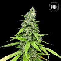 Bulk Seed Bank - Grande Crack (Autoflowering) Bulk Seed Bank - Grande Crack (Autoflowering)