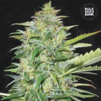 Bulk Seed Bank - Lime Skunk (Autoflowering) Bulk Seed Bank - Lime Skunk (Autoflowering)