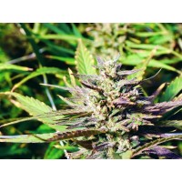 CBD Seed Labs - ACDC (Feminized) CBD Seed Labs - ACDC (Feminized)