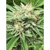 CBD Seed Labs - Lemon G CBG (Feminized) CBD Seed Labs - Lemon G CBG (Feminized)