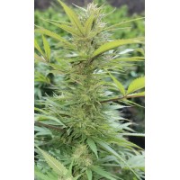 CBD Seed Labs - Mango ACDC (Feminized) CBD Seed Labs - Mango ACDC (Feminized)