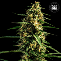 Bulk Seed Bank - Mandalime Juice (Autoflowering) Bulk Seed Bank - Mandalime Juice (Autoflowering)