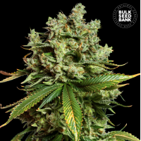 Bulk Seed Bank - Mimosa Famosa (Autoflowering) Bulk Seed Bank - Mimosa Famosa (Autoflowering)