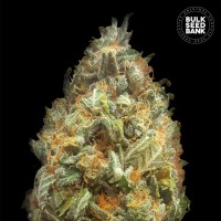 Bulk Seed Bank - Original Orange Bud (Autoflowering) Bulk Seed Bank - Original Orange Bud (Autoflowering)