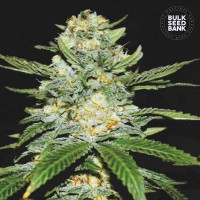 Bulk Seed Bank - Perfect Power Plant (Autoflowering) Bulk Seed Bank - Perfect Power Plant (Autoflowering)
