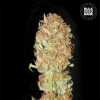 Bulk Seed Bank - Psychedelic (Autoflowering) Bulk Seed Bank - Psychedelic (Autoflowering)