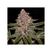 Ripper Seeds - Radical Juice (Autoflowering) Ripper Seeds - Radical Juice (Autoflowering)