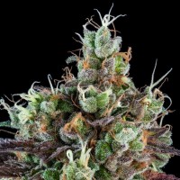 Ripper Seeds - Sour Ripper (Autoflowering) Ripper Seeds - Sour Ripper (Autoflowering)