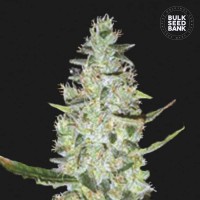 Bulk Seed Bank - Special Skunk (Autoflowering) Bulk Seed Bank - Special Skunk (Autoflowering)