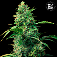 Bulk Seed Bank - Strawberry Ferry (Autoflowering) Bulk Seed Bank - Strawberry Ferry (Autoflowering)