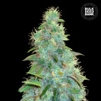 Bulk Seed Bank - Sweet Tooth (Autoflowering) Bulk Seed Bank - Sweet Tooth (Autoflowering)