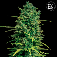 Bulk Seed Bank - Tropical Coconut (Autoflowering) Bulk Seed Bank - Tropical Coconut (Autoflowering)