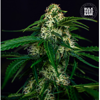 Bulk Seed Bank - Watermelon Jam (Autoflowering) Bulk Seed Bank - Watermelon Jam (Autoflowering)
