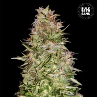 Bulk Seed Bank - White Prussian (Autoflowering) Bulk Seed Bank - White Prussian (Autoflowering)