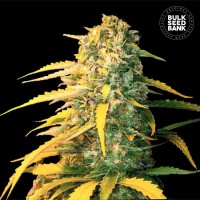 Bulk Seed Bank - White Widow (Autoflowering) Bulk Seed Bank - White Widow (Autoflowering)