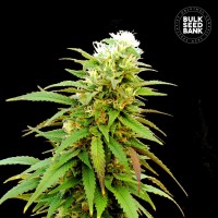 Bulk Seed Bank - Zkittly Zi Zi (Autoflowering) Bulk Seed Bank - Zkittly Zi Zi (Autoflowering)