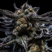 Ripper Seeds - Zombie Kush (Autoflowering) Ripper Seeds - Zombie Kush (Autoflowering)