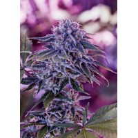 Positronics - Blue Rhino (Feminized) Positronics - Blue Rhino (Feminized)