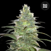Bulk Seed Bank - Blueberry Berry (Feminized) Bulk Seed Bank - Blueberry Berry (Feminized)