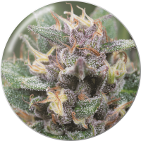 Medical Seeds Co. - Bluehell (Selbstblühend) Medical Seeds Co. - Bluehell (Selbstblühend)