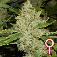 K.C. Brains - Brains Choice (Feminized) K.C. Brains - Brains Choice (Feminized)