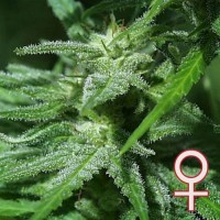 K.C. Brains - Brains Damage (Feminized) K.C. Brains - Brains Damage (Feminized)