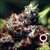 K.C. Brains - Brasil K.C. (Feminized) K.C. Brains - Brasil K.C. (Feminized)
