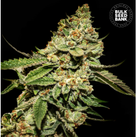 Bulk Seed Bank - Bruce Banner #5 (Feminized) Bulk Seed Bank - Bruce Banner #5 (Feminized)