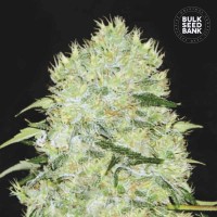 Bulk Seed Bank - Bubblegum Extra (Feminized) Bulk Seed Bank - Bubblegum Extra (Feminized)