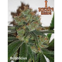 Resin Seeds - Bubblicious (Feminized) Resin Seeds - Bubblicious (Feminized)