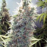 Female Seeds - Cinderella 99 (Feminized) Female Seeds - Cinderella 99 (Feminized)