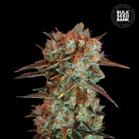 Bulk Seed Bank - Caramel King (Feminized) Bulk Seed Bank - Caramel King (Feminized)