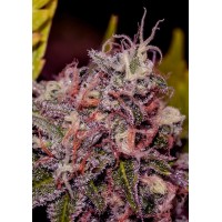 Positronics - Caramelice (Feminized) Positronics - Caramelice (Feminized)