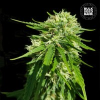 Bulk Seed Bank - Good Wild Shark (CBD) (Feminized) Bulk Seed Bank - Good Wild Shark (CBD) (Feminized)