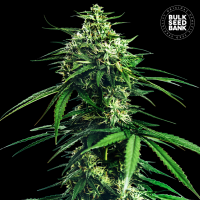 Bulk Seed Bank - Indica King (CBD) (Feminized) Bulk Seed Bank - Indica King (CBD) (Feminized)