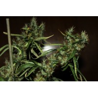 CBD Crew - CBD MediHaze (Feminized) CBD Crew - CBD MediHaze (Feminized)