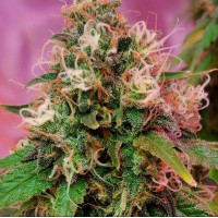 CBD Crew - CBD OG Kush (Feminized) CBD Crew - CBD OG Kush (Feminized)