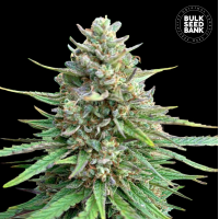 Bulk Seed Bank - Sativa King (CBD) (Feminizált) Bulk Seed Bank - Sativa King (CBD) (Feminizált)