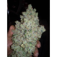CBD Crew - CBD Shark Shock (Feminized) CBD Crew - CBD Shark Shock (Feminized)