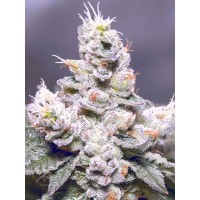 Ministry of Cannabis - Ducci (Feminized) Ministry of Cannabis - Ducci (Feminized)