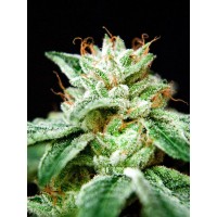 Ministry of Cannabis - CBD Star (Feminized) Ministry of Cannabis - CBD Star (Feminized)