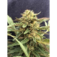 CBD Crew - CBD Therapy (Feminized) CBD Crew - CBD Therapy (Feminized)