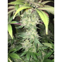 CBD Crew - CBD Yummy (Feminized) CBD Crew - CBD Yummy (Feminized)